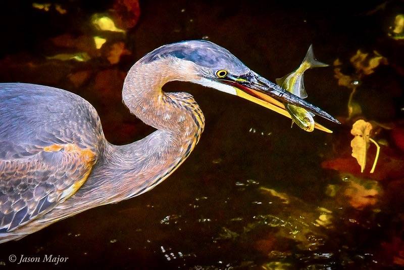 Jason Major (jpmajor@me.com)